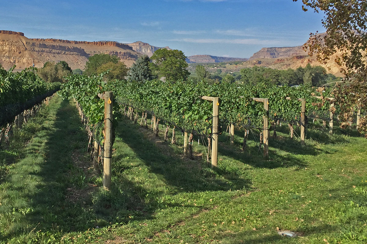 wine tours in northern colorado